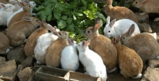  The rabbits of the farm